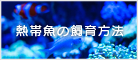 熱帯魚の飼育方法